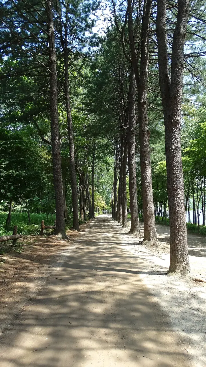 남이섬 잣나무 가로수 산책로. 그늘이 시원해서 한여름 오후에도 걷기 좋았어요. 아이가 이 길을 얼마나 신나게 뛰던지, 사진이 죄다 흔들렸네요.